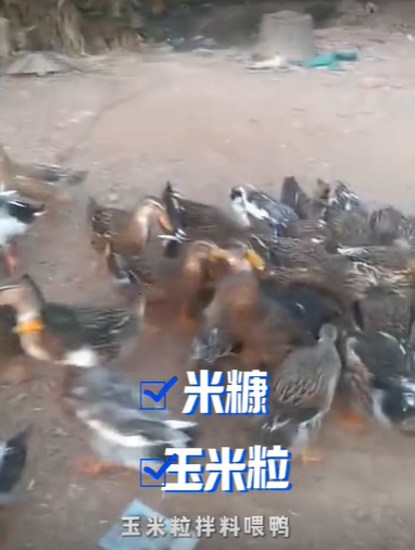 QQ浏览器截图20260821223422.png