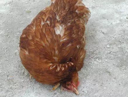 家禽诊断技术丨鸡场兽医如何快速判断鸡常见病?原来有鸡病图表!农业资讯-农信网